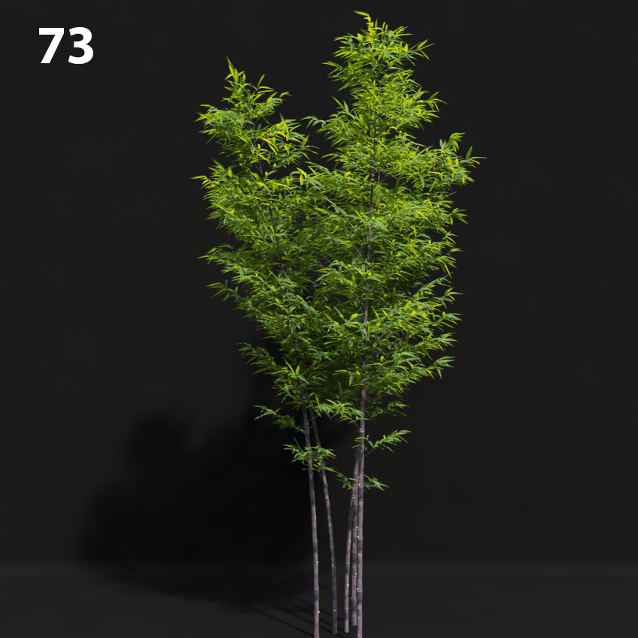Realistic Bamboo Tree Proxy Model for SketchUp with V-Ray