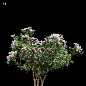 Serissa Foetida Flora