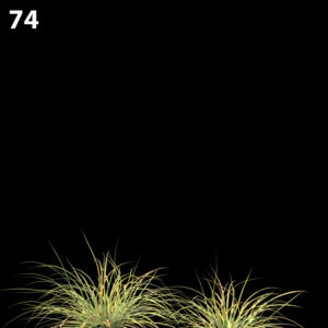 Lomandra Fluviatilis Proxy Model