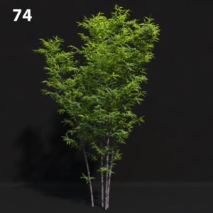 Premium Bamboo Tree Proxy Model for SketchUp with V-Ray
