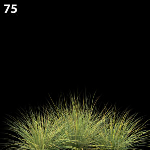 Lomandra Fluviatilis Proxy Model for SketchUp