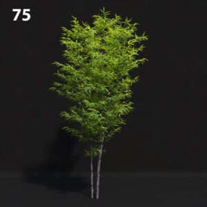 Lush Green Tree Proxy Model for SketchUp with V-Ray