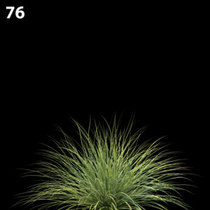 Lomandra Fluviatilis