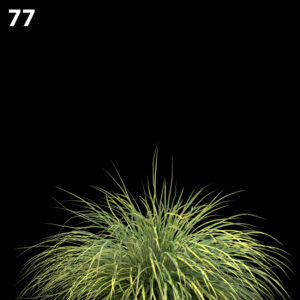 Lomandra Fluviatilis Proxy Model