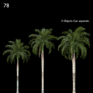 Roystonea Regia Palm Trees