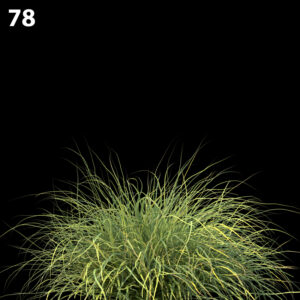 Lomandra Fluviatilis Proxy Model for SketchUp with V-Ray