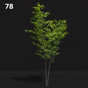 Realistic Tree Proxy Model for SketchUp & V-Ray