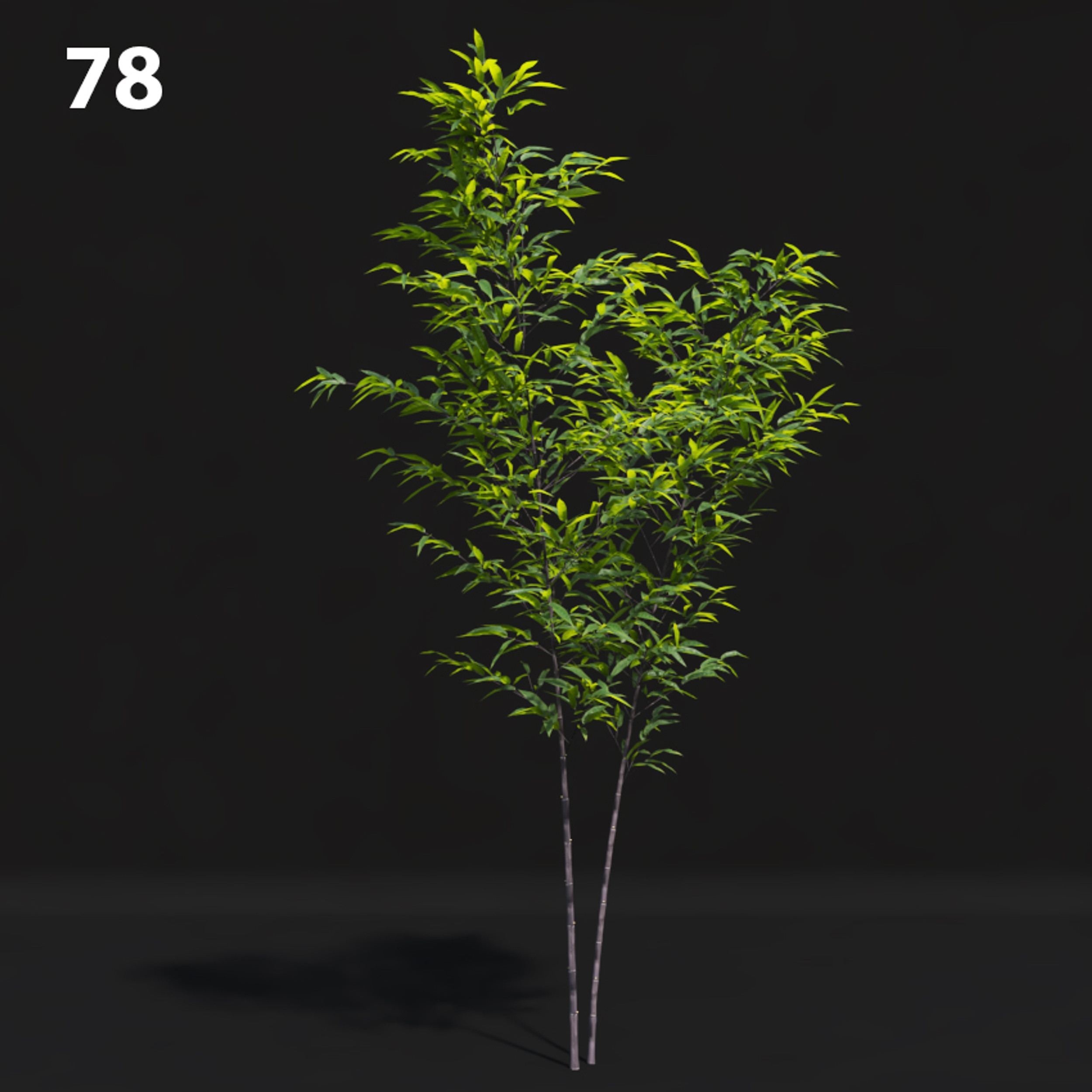 Realistic Tree Proxy Model for SketchUp & V-Ray