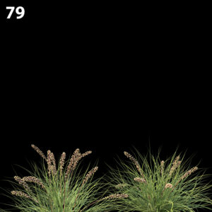Lomandra Fluviatilis Proxy Model for SketchUp