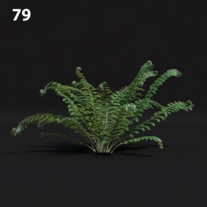 Realistic Fern Proxy Model for SketchUp with V-Ray