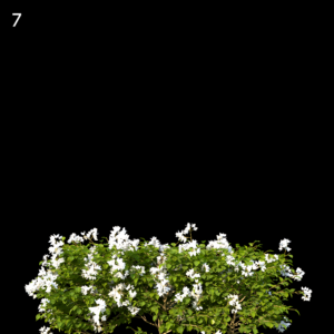 Bougainvillea Glabra