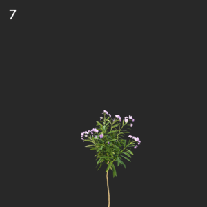 Nerium Oleander Proxy Model for SketchUp