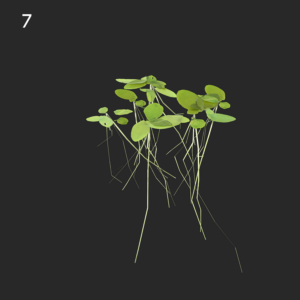 Lemna Minor Proxy Model for SketchUp with V-Ray