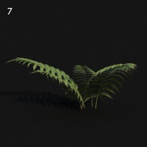 Cibotium Fern Proxy Model