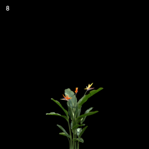 Strelitzia Reginae Proxy Model for SketchUp with V-Ray