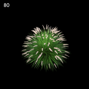 Penisetum Alopecuroides