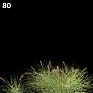 Lomandra Fluviatilis Plant Proxy Model