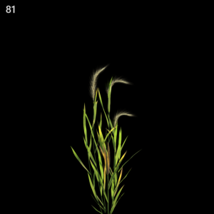 Hordeum Jubatum Proxy Model