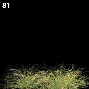 Lomandra Fluviatilis Proxy Model for SketchUp