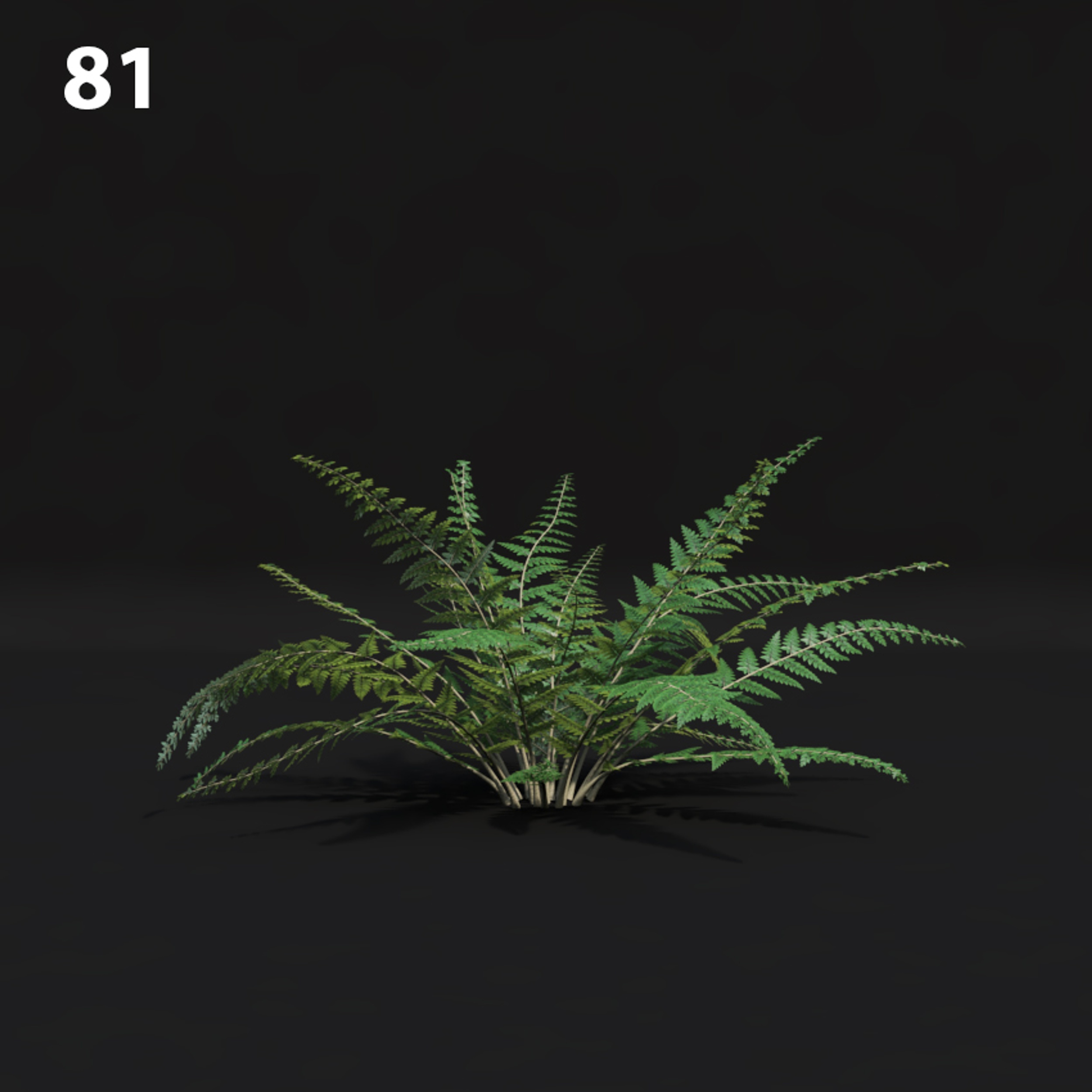 Fern Plant Proxy Model