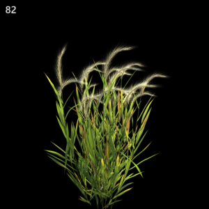 Hordeum Jubatum Proxy Model for SketchUp with V-Ray