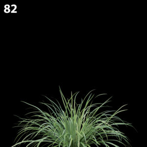 Lomandralongifolia Proxy Model