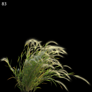 Hordeum Jubatum Proxy Model for SketchUp