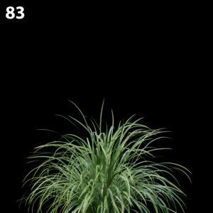 Lomandralongifolia Proxy Model for SketchUp