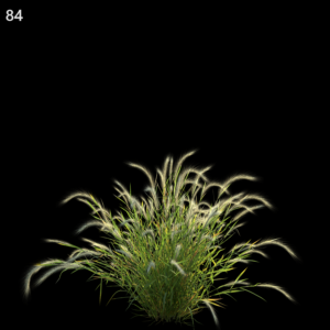 Hordeum Jubatum Proxy Model for SketchUp and V-Ray