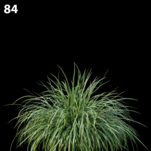 Lomandralongifolia Proxy Model