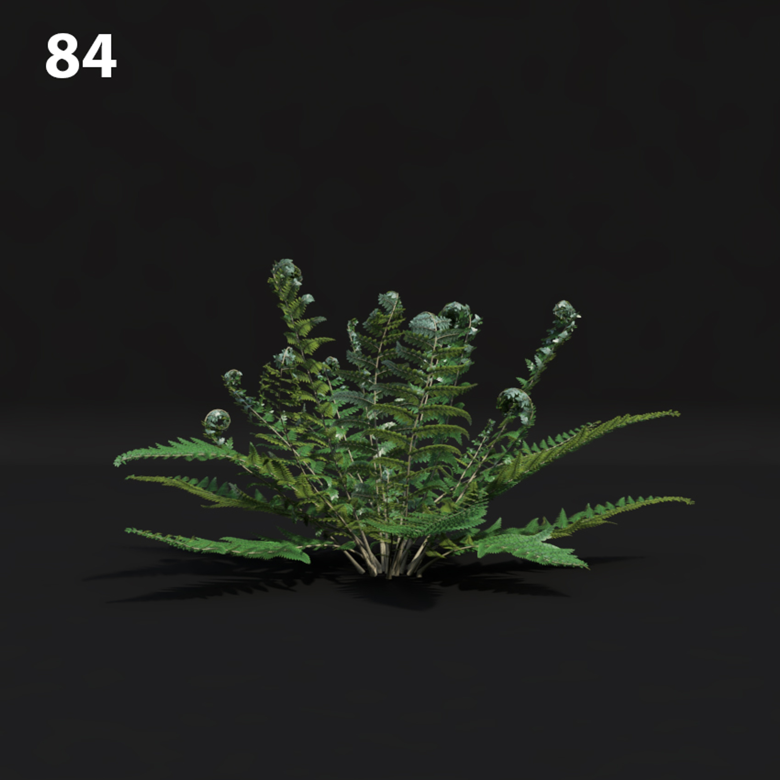 Fern Proxy Model for SketchUp with V-Ray