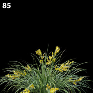 Lomandralongifolia Proxy Model