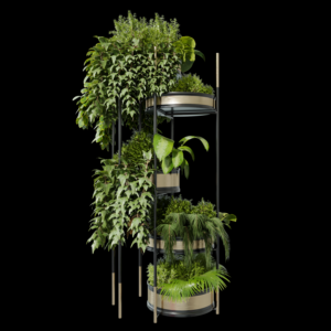 Indoor Plant Collection