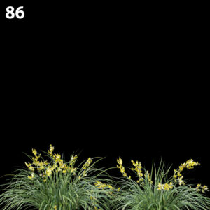 Lomandralongifolia Proxy Model