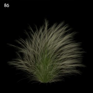 Fountain Grass Proxy Model