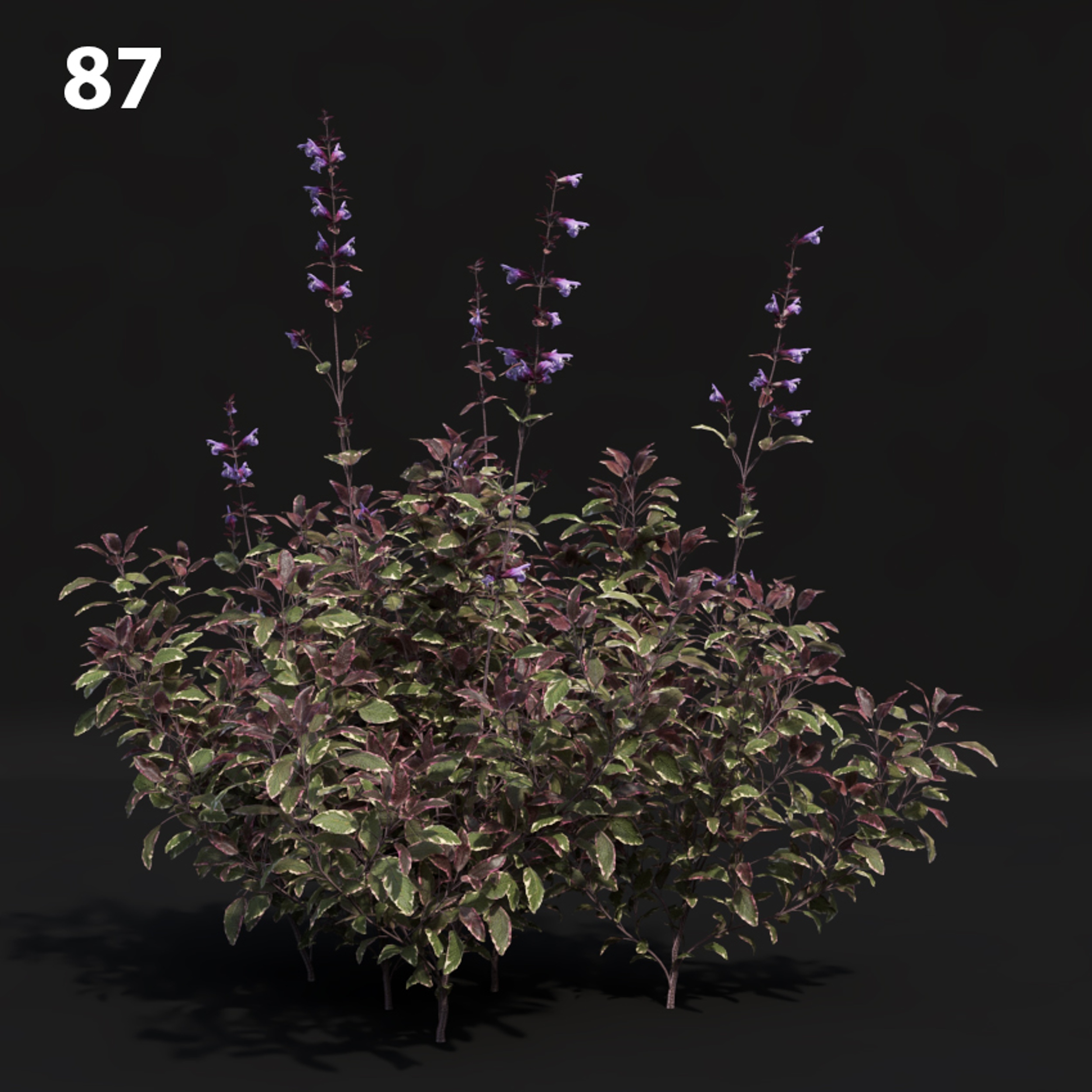 Tri-Color Flowering Plant Proxy Model