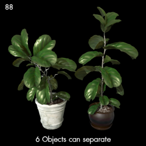 Fiddle Leaf Fig Plant Proxy Model