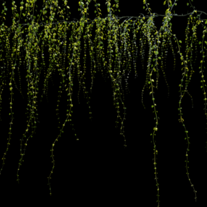 Ivy Terrace Proxy Model