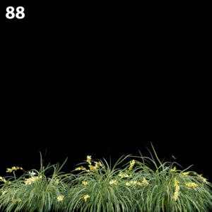 Lomandralongifolia Proxy Model for SketchUp