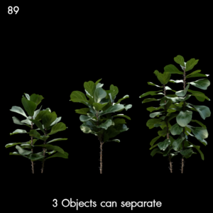 Ficus Pandurata Proxy Model