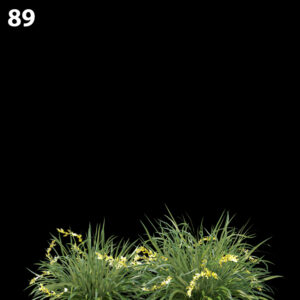Lomandralongifolia Plant Proxy Model