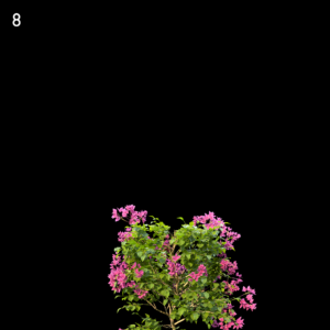 Bougainvillea Glabra Proxy Model