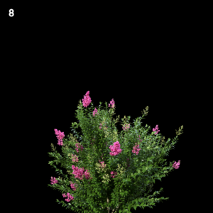 Myrtle Bush Proxy Model