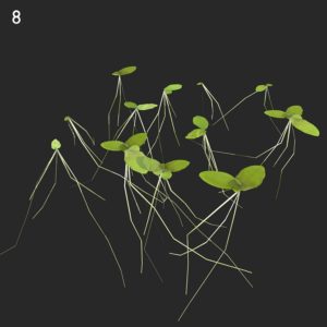 Lemna Minor Proxy Model for SketchUp with V-Ray