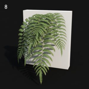 Cibotium Fern Proxy Model