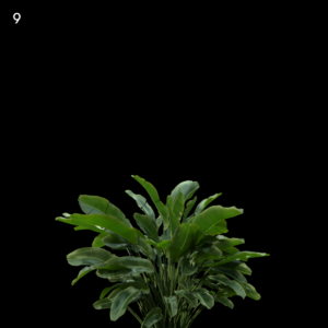 Strelitzia Reginae Plant Proxy Model for SketchUp