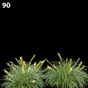 Lomandralongifolia Proxy Model for SketchUp