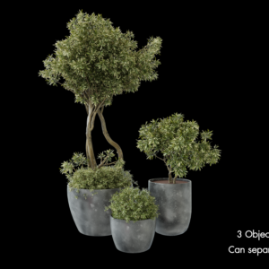 Outdoor Potted Plants