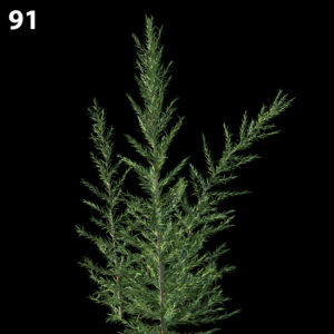 Melaleuca Linarifolia Proxy Model