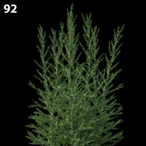 Melaleuca Linariifolia Proxy Model